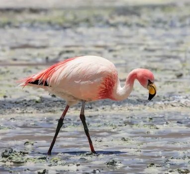Apaixone-se pela Parina Chica ou Flamingo de James (Phoenicoparrus jamesi)