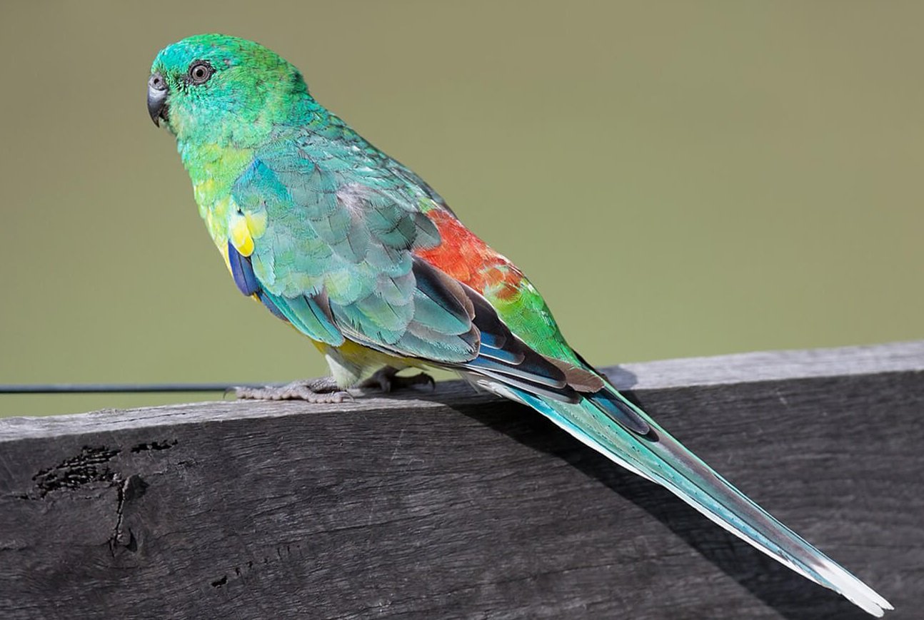 Periquito Rabadilla Vermelha: Um Tesouro Colorido da Natureza