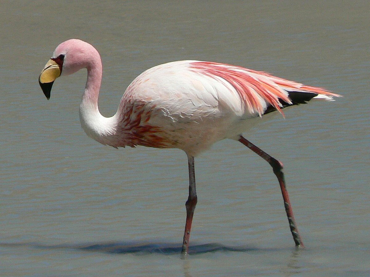 Descubra como é deslumbrante Parina grande ou flamingo andino