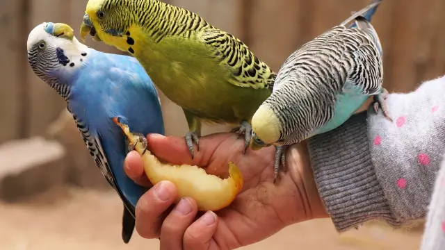 De que doenças um periquito pode sofrer?