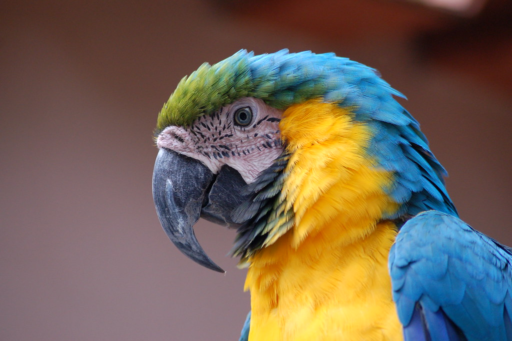 Ter um papagaio como animal de estimação é uma boa ideia?