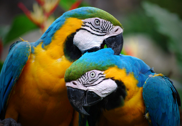 loros macho o femea
