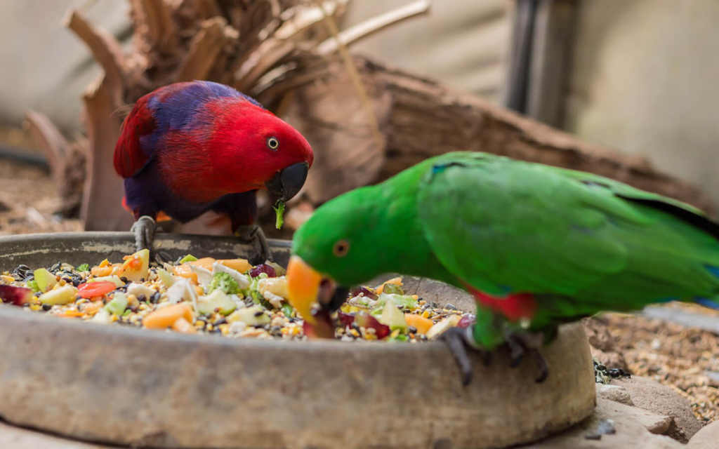 Quais alimentos um papagaio costuma comer e que devem ser dados a ele?