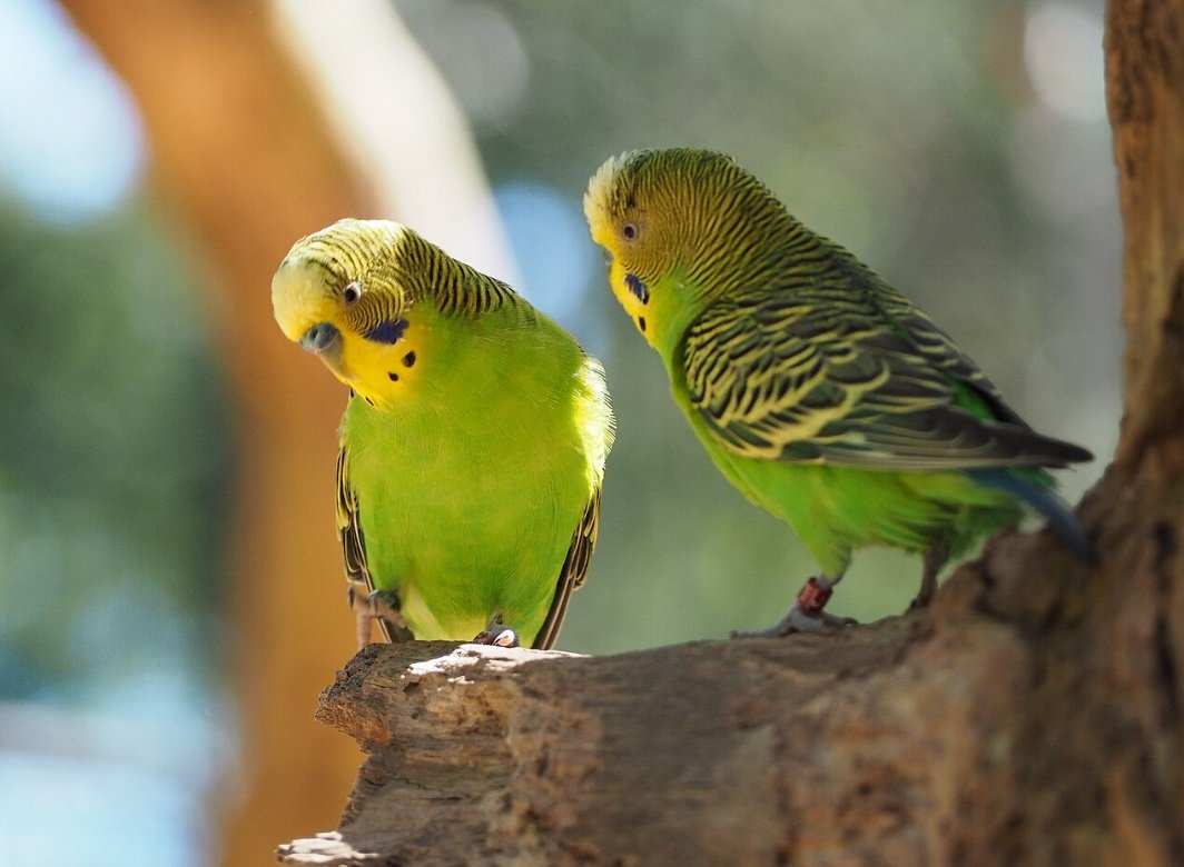 Periquito australiano
