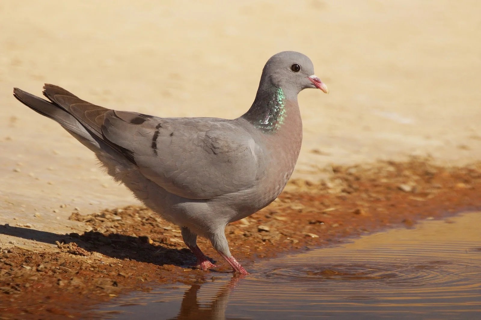 Pombo Zurita