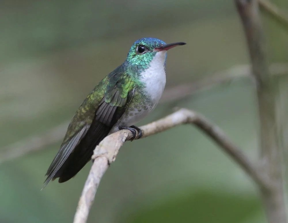 Beija-flor-de-fronte-violeta